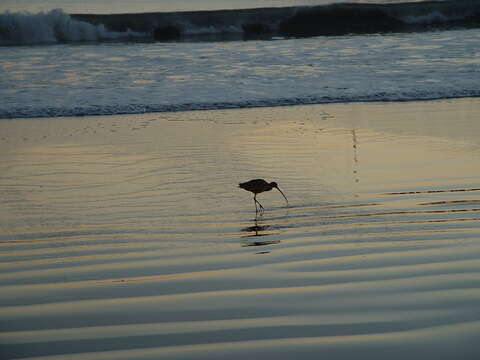 Image of Long-billed Curlew