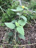 Image of country mallow