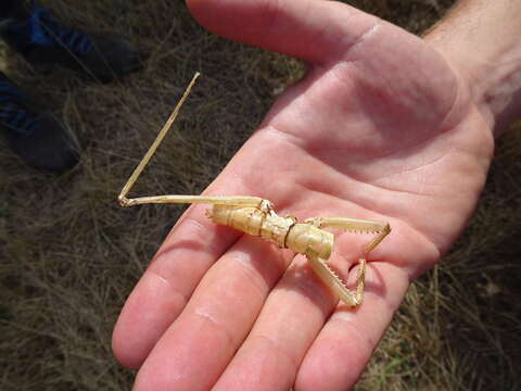 Image of Anatolian Predatory Bush-cricket