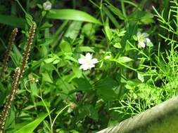 Image of Coastal Rose-Gentian