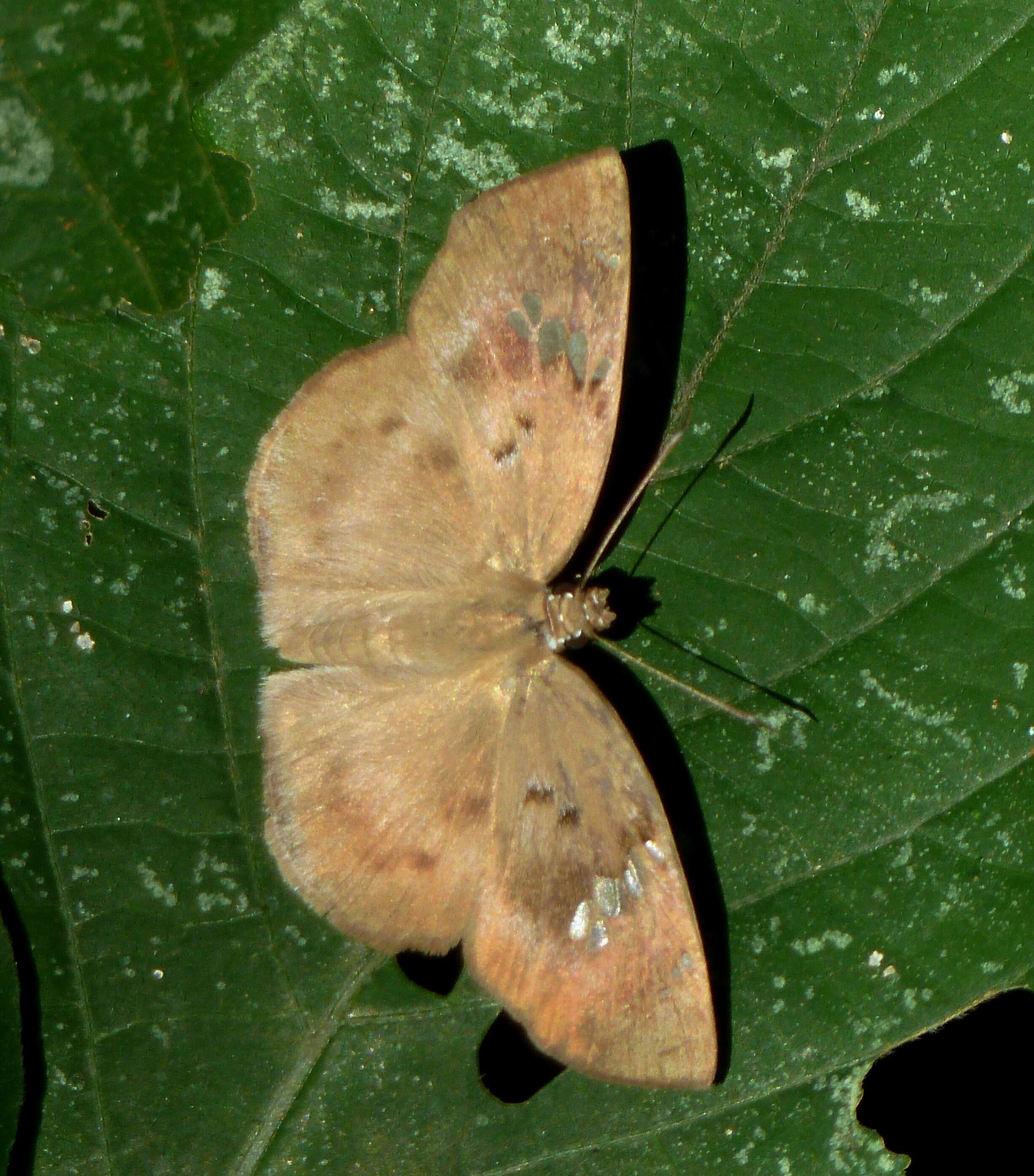 Image of Tagiades flesus Fabricius 1781