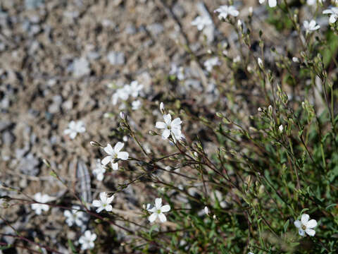 Image of creeping baby's-breath