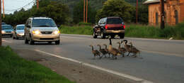 Image of Hawaiian goose