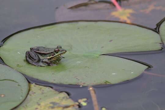 Image of Fukien Gold-striped Pond Frog