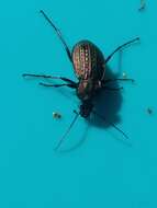 Image of Carabus (Macrothorax) rugosus celtibericus Germar 1824