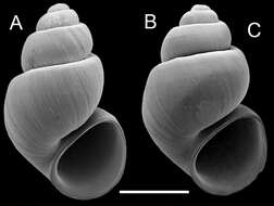 Image of Armored snail