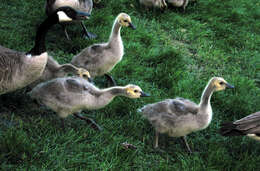 Image of Hawaiian goose