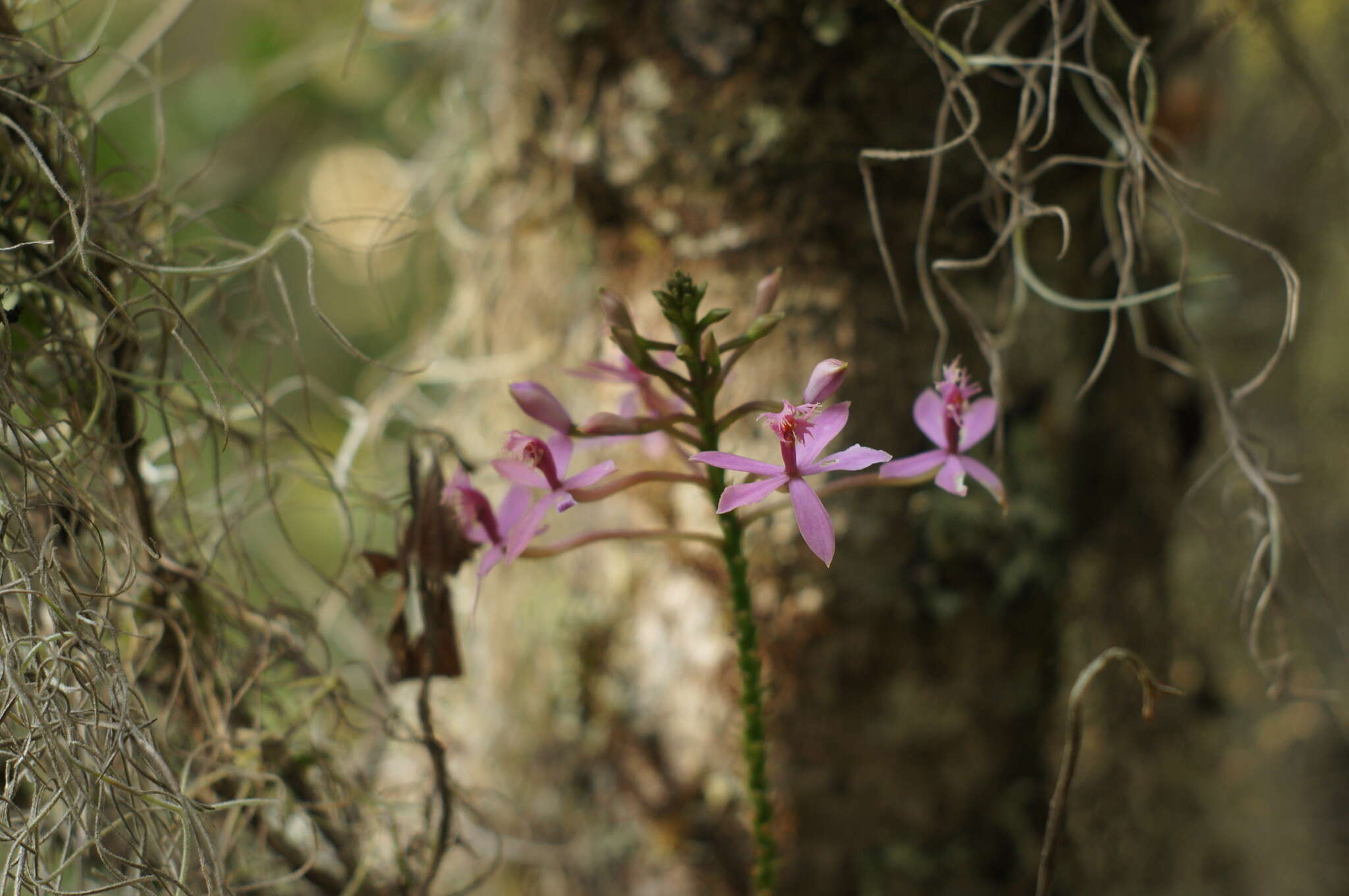 Image of Epidendrum arachnoglossum Rchb. fil. ex André