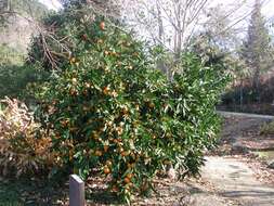 Image of Citrus reticulata