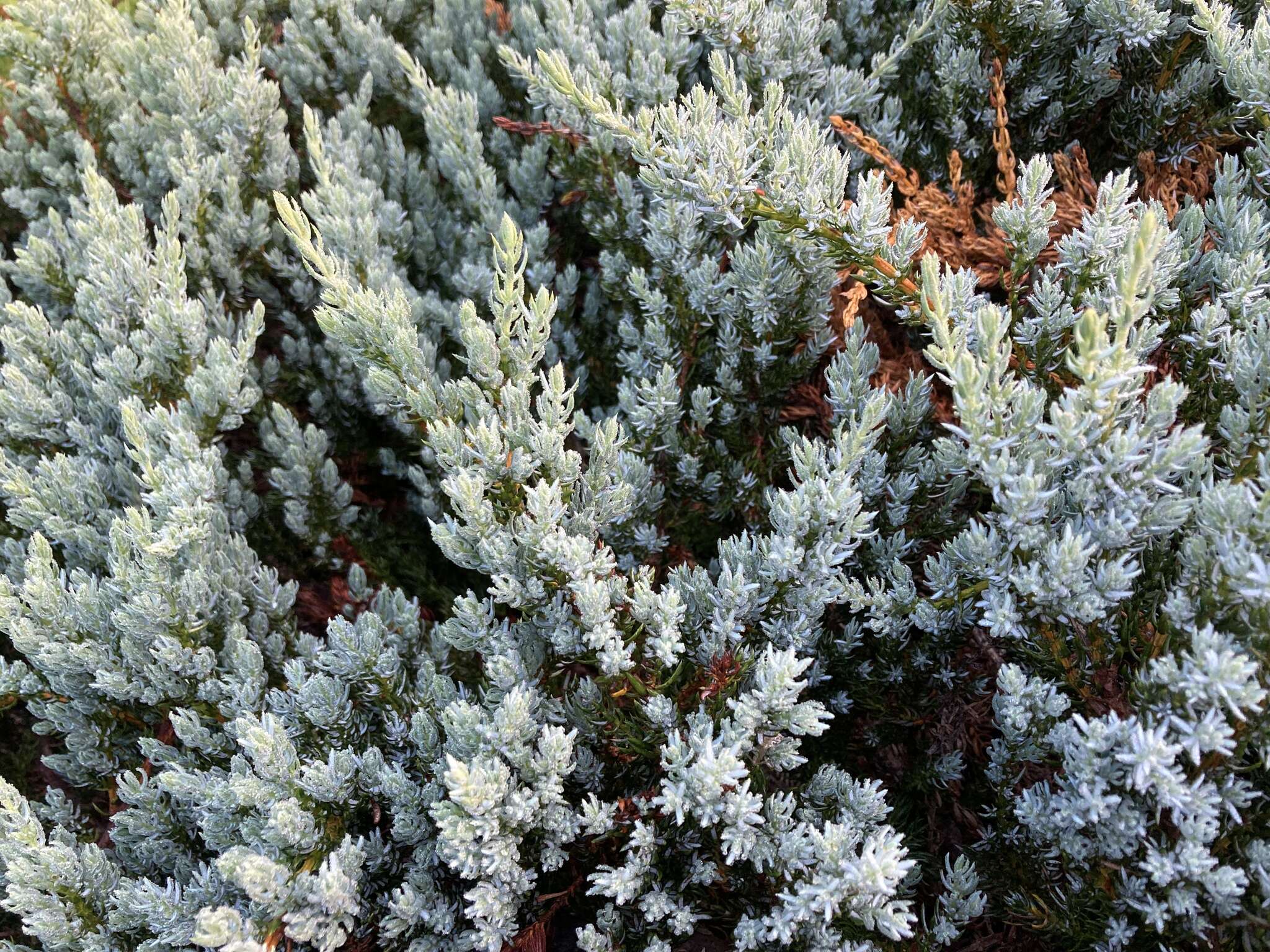 Plancia ëd Juniperus communis var. kelleyi R. P. Adams