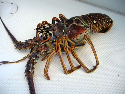 Image of Caribbean Spiny Lobster