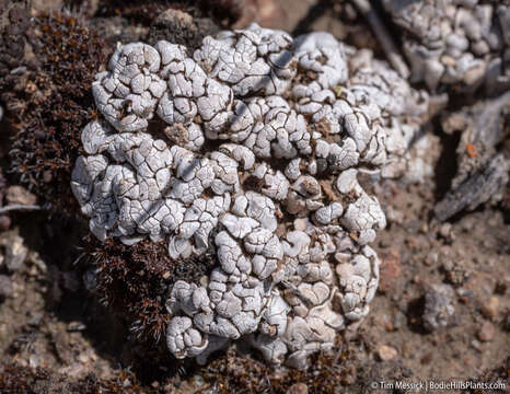 Image of cerebral fishscale lichen