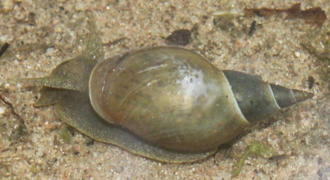 Image of Great Pond Snail