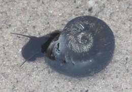 Image of Great Ram's Horn Snail