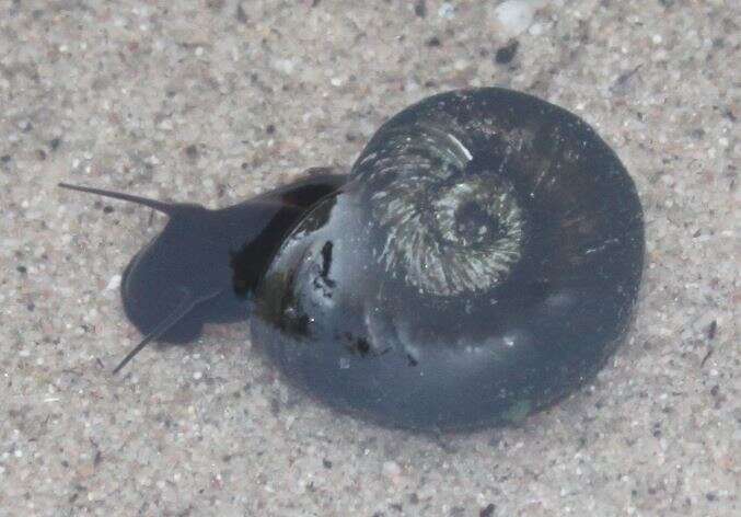 Image of Great Ram's Horn Snail