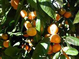 Image of Citrus reticulata