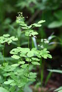 Слика од Thalictrum baicalense Turcz. ex Ledeb.