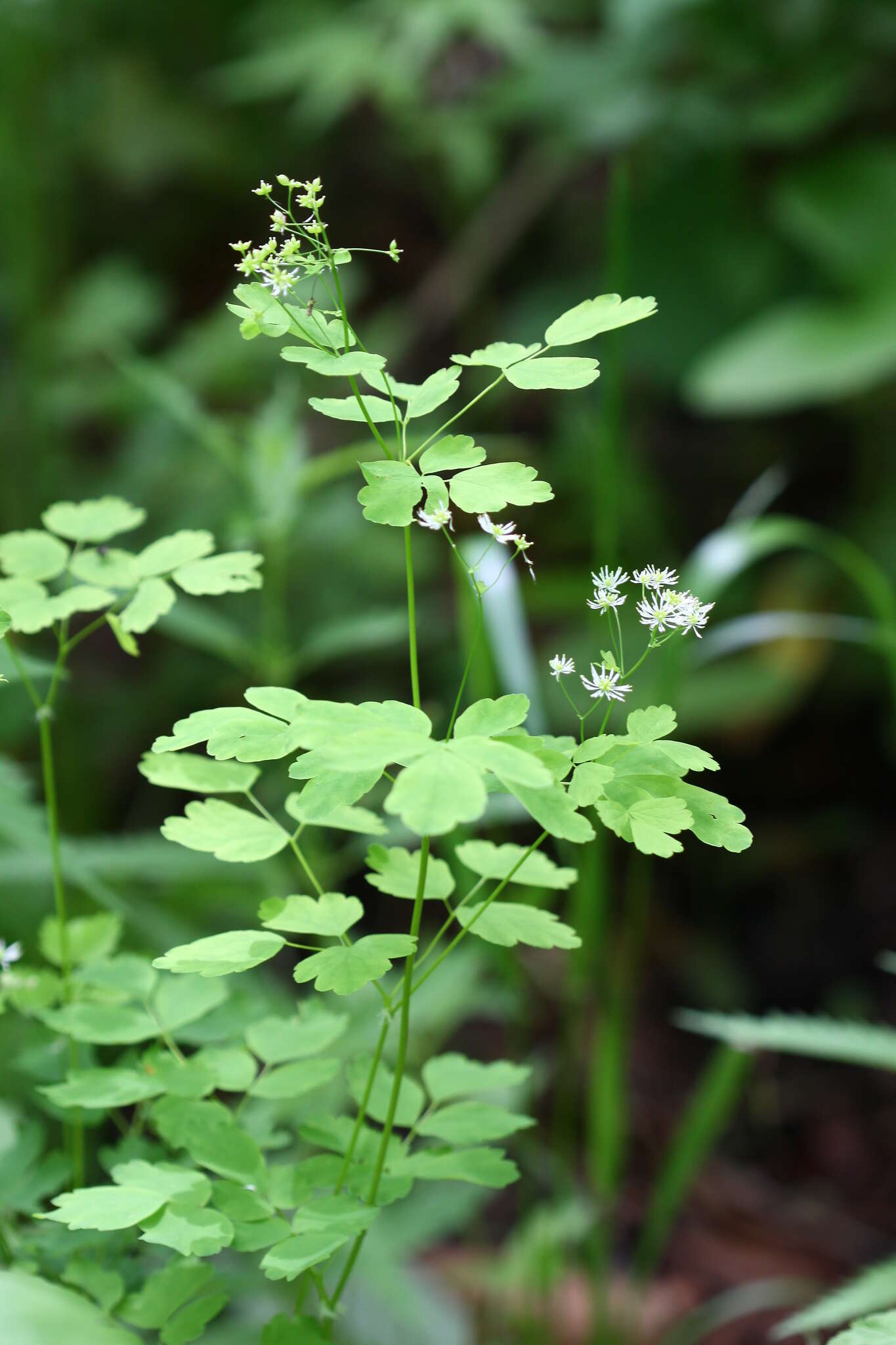 Слика од Thalictrum baicalense Turcz. ex Ledeb.