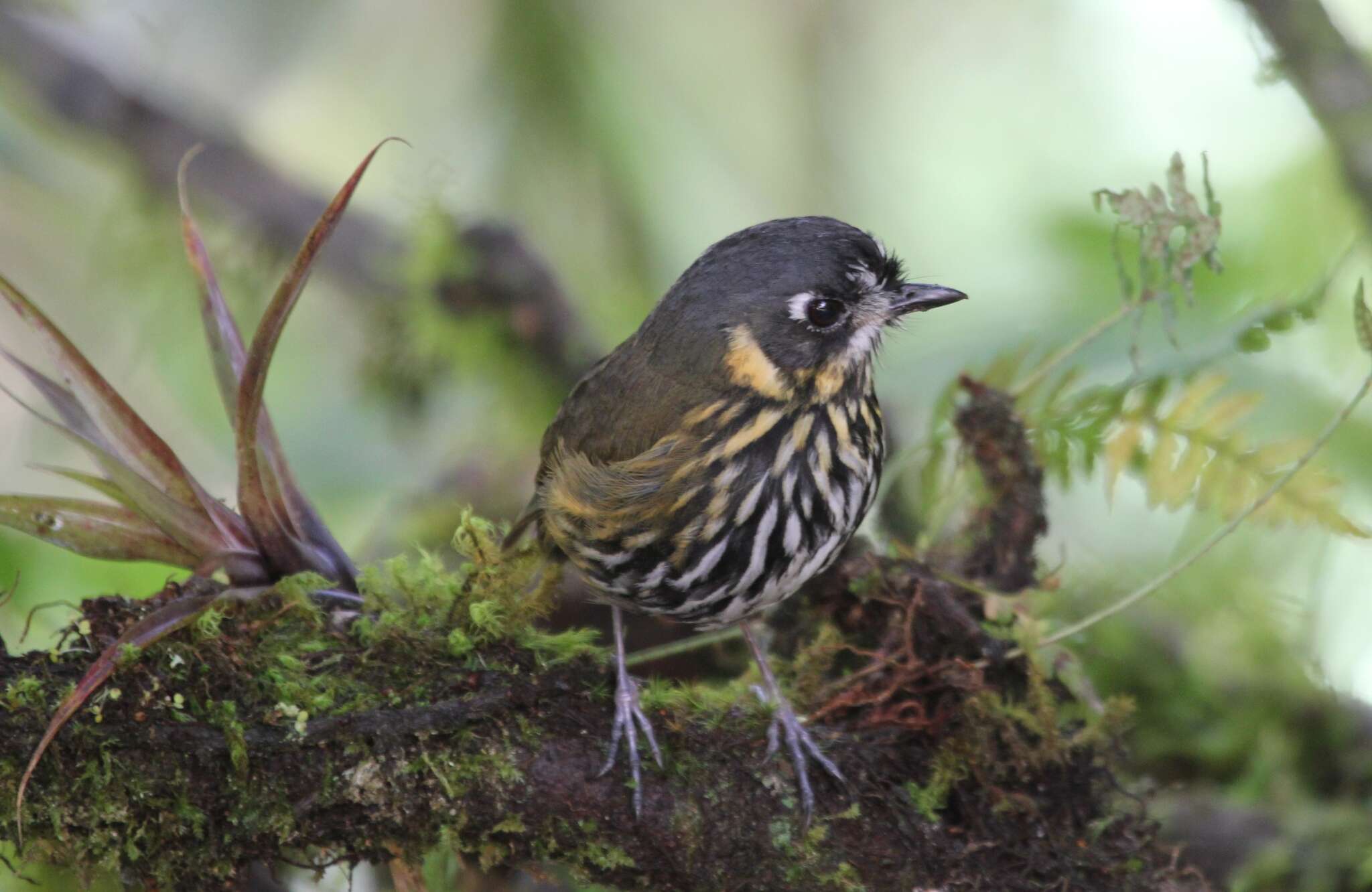 Image of Crescent-chested antpitta