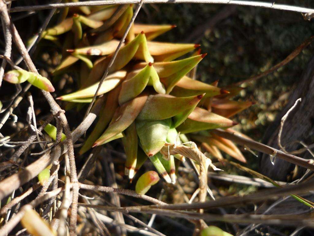 Image of Astroloba rubriflora (L. Bolus) Gideon F. Sm. & J. C. Manning