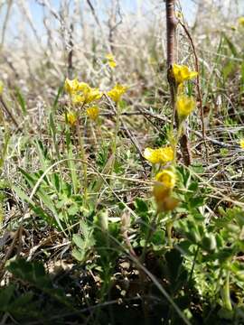 Image of Geum geoides (Pall.) Smedmark