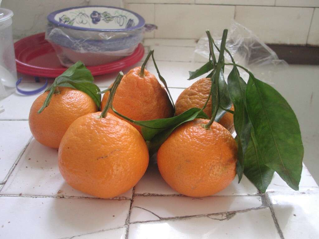 Image of Citrus reticulata