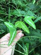 Image of Passiflora colinvauxii Wiggins