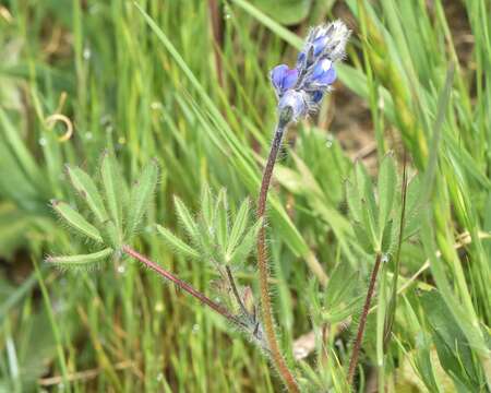 Image of smallflower lupine