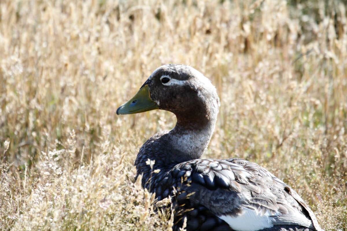 Image of Falkland Steamer Duck