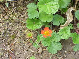 Image of Geum coccineum Sibth. & Sm.