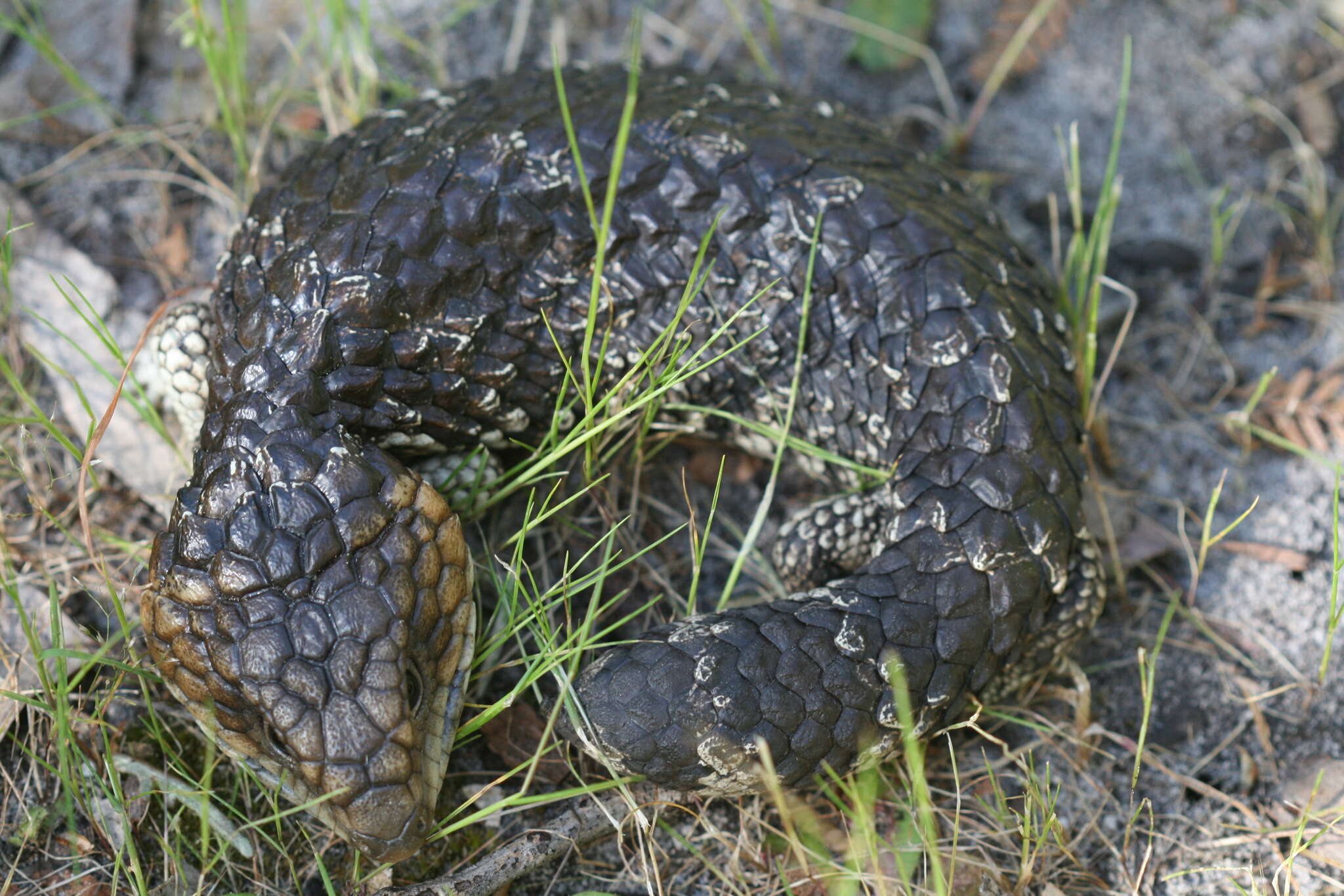 Image of Tiliqua rugosa rugosa Gray 1825