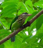 صورة Psilopogon viridis (Boddaert 1783)