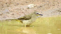 Image of White-browed Bulbul