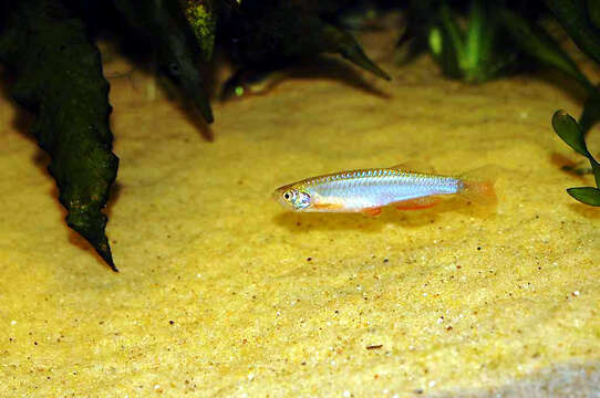 Image of pearl danio