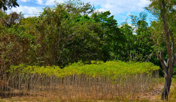 Image of cassava