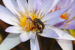 Image of blue star water-lily