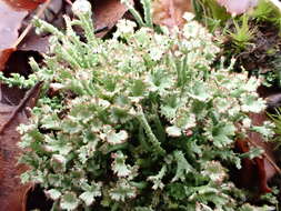 Plancia ëd Cladonia ramulosa (With.) J. R. Laundon