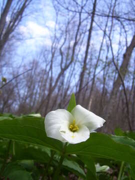 Image of White trillium