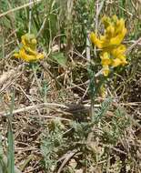 Image de Corydalis curvisiliqua Engelm. ex A. Gray