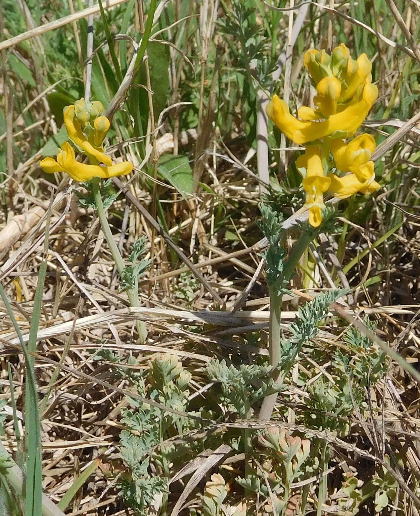 Image de Corydalis curvisiliqua Engelm. ex A. Gray