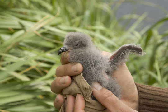 Image of Fork-tailed Storm Petrel