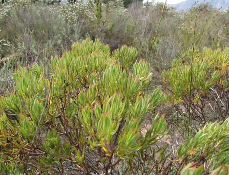 Image of <i>Leucadendron <i>lanigerum</i></i> var. lanigerum