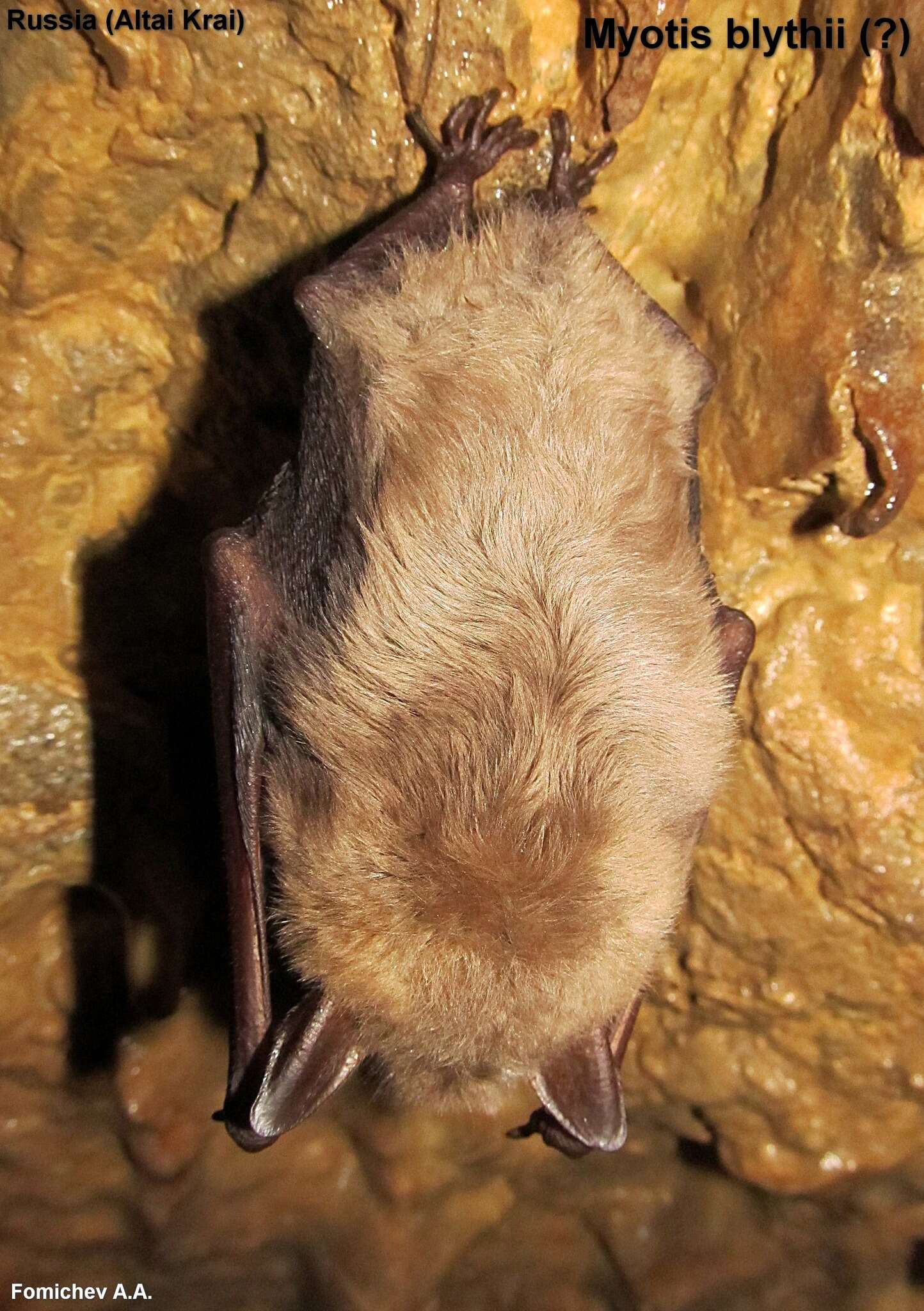 Image of Lesser Mouse-eared Bat