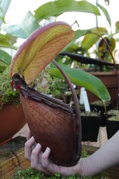 Image of Giant Malaysian Pitcher Plant