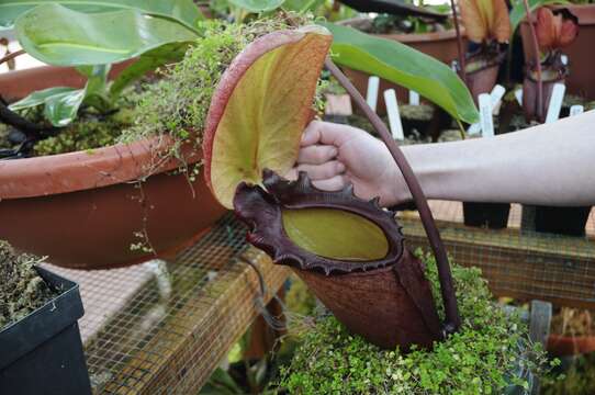 Image of Giant Malaysian Pitcher Plant