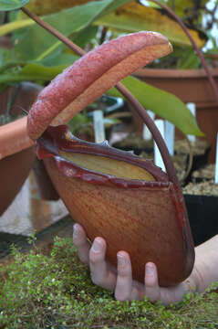 Image of Giant Malaysian Pitcher Plant