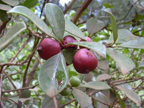 Image of Psidium cattleyanum