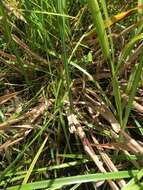 Image of Woolly Rosette Grass