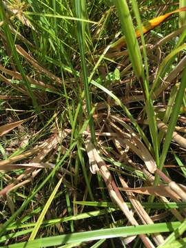 Image of Woolly Rosette Grass