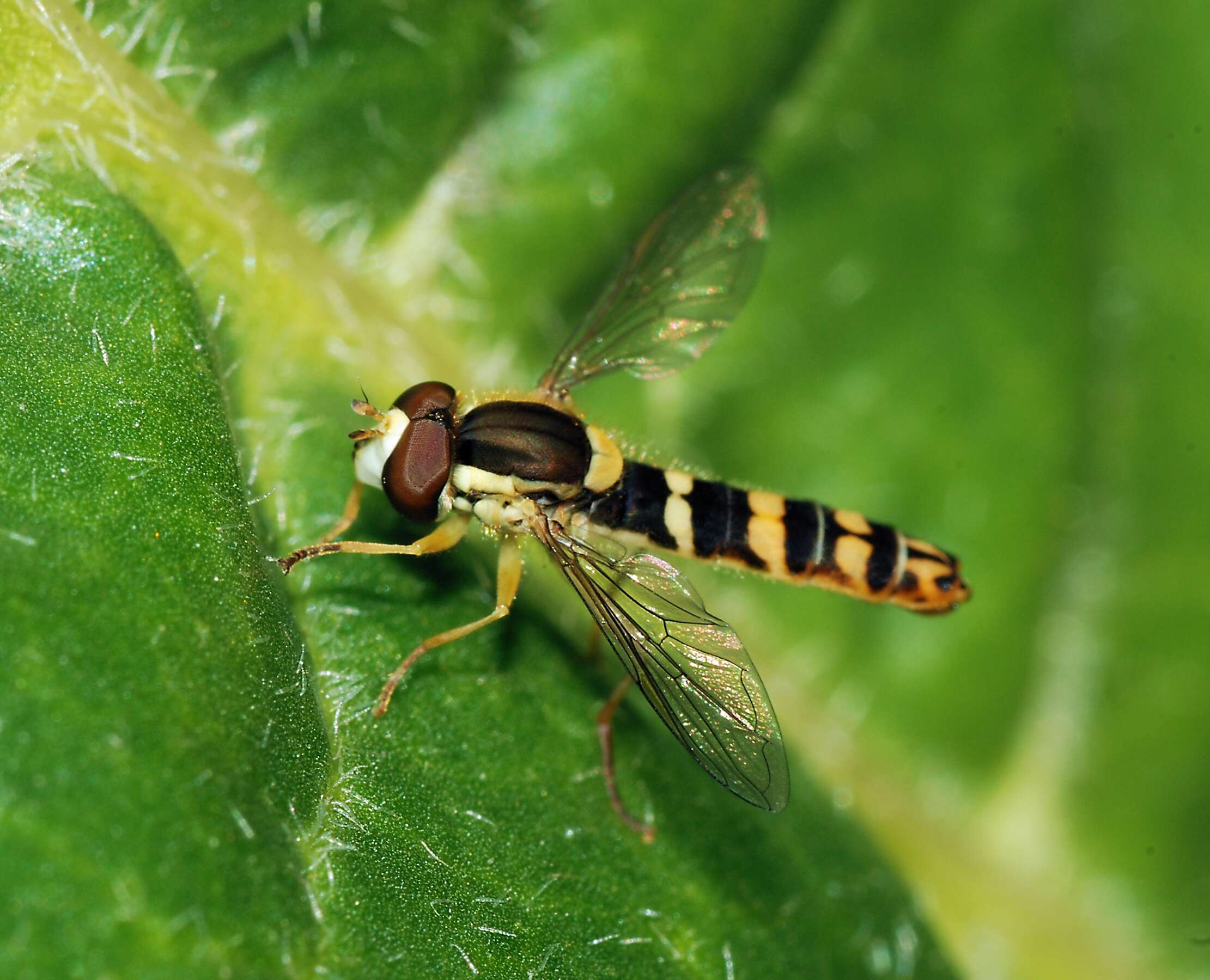 Sphaerophoria scripta (Linnaeus 1758) resmi